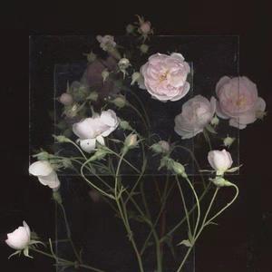 吃雪白的扔子小说
